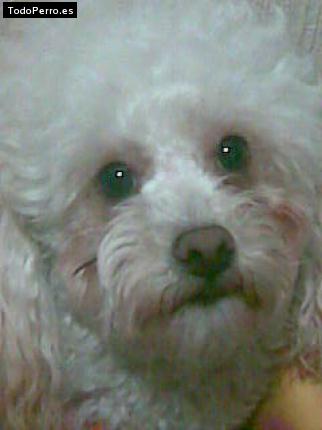 Foto del perro Candy