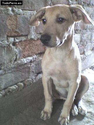 Foto del perro Scoot