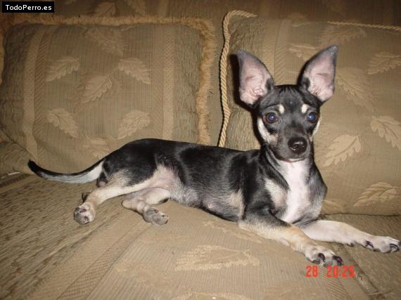 Foto del perro Tosho