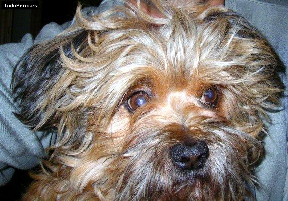 Foto del perro Merlin
