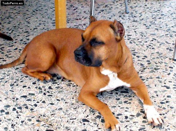 Foto del perro Bruja