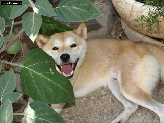 Foto del perro Shiro-chan