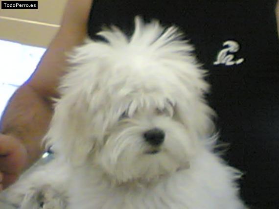 Foto del perro Chulo