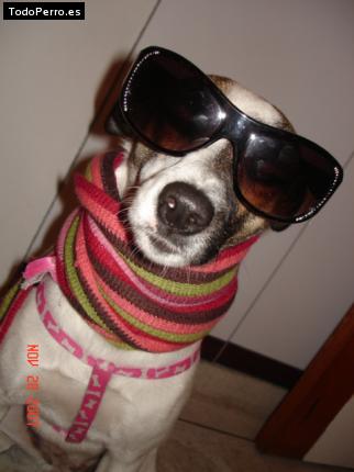 Foto del perro Niña