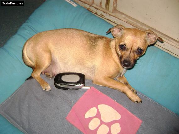 Foto del perro Nanis