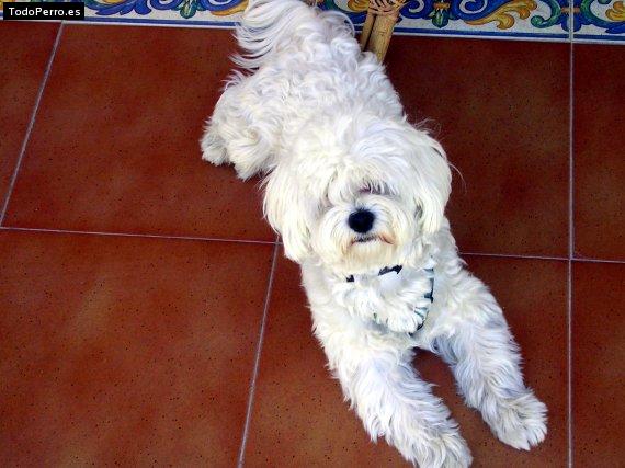 Foto del perro Barth