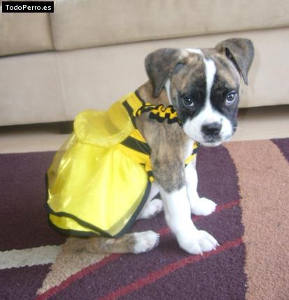 Foto del perro Chancha