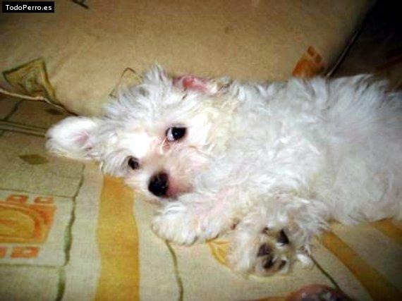 Foto del perro Ipod