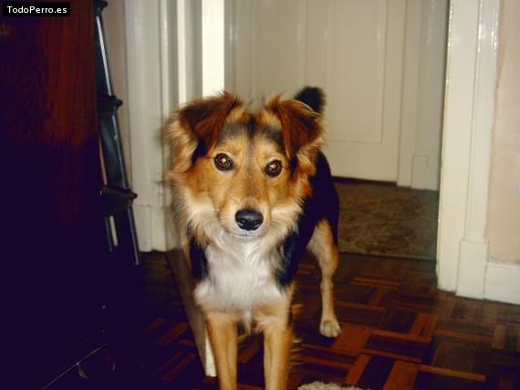 Foto del perro Roy