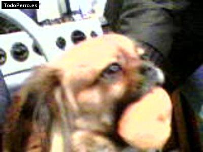 Foto del perro Chichi