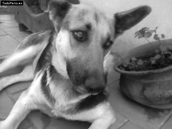 Foto del perro Tiara