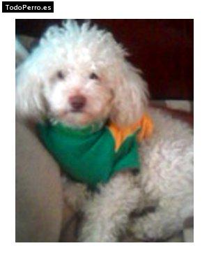 Foto del perro Serafin