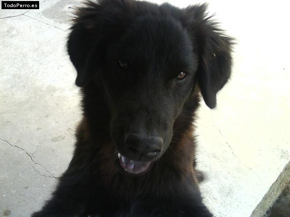 Foto del perro Tony