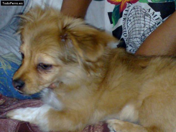 Foto del perro Rocky