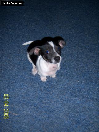 Foto del perro Shorty