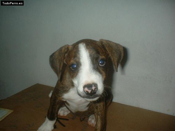 Foto del perro Sujeto