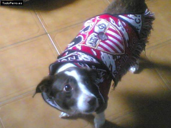 Foto del perro Cora