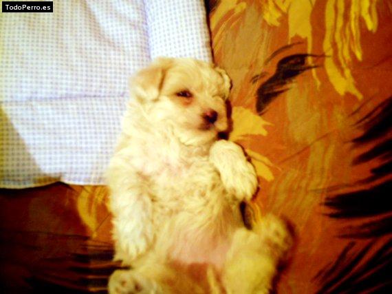 Foto del perro Reyna