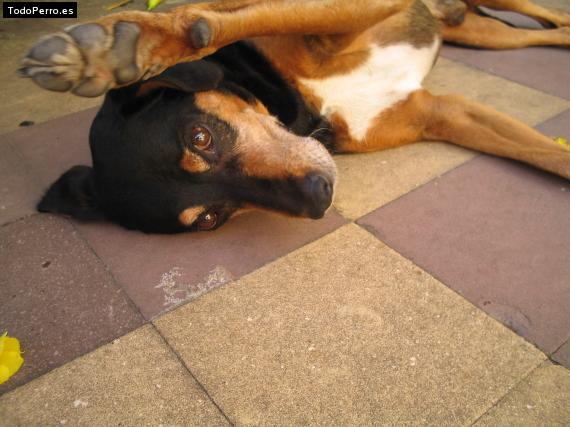 Foto del perro Tobi