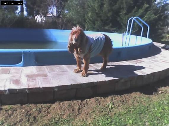 Foto del perro Tobby