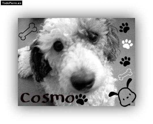 Foto del perro Cosmo