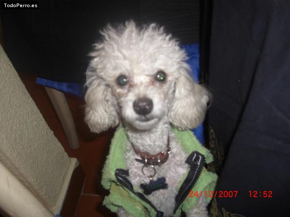 Foto del perro Tacha