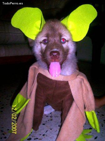 Foto del perro Brayton