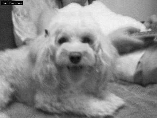 Foto del perro Nany