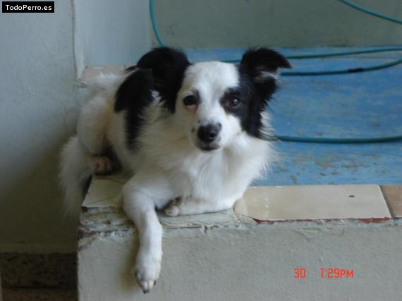 Foto del perro Steve