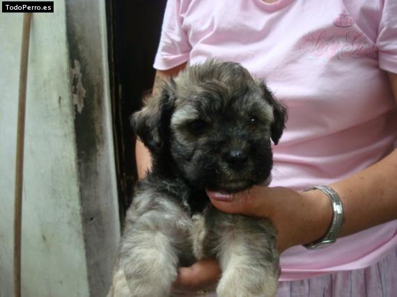 Foto del perro Kika