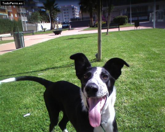 Foto del perro Cocus