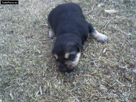 Foto del perro Tayson