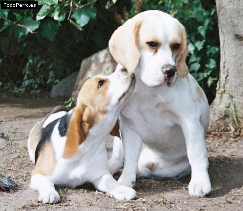 Foto del perro Fermin y muriel