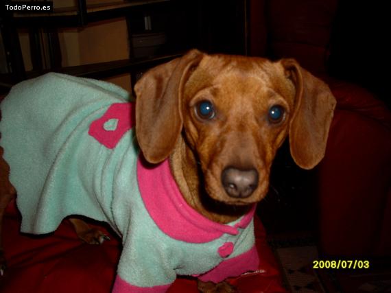 Foto del perro Sophie