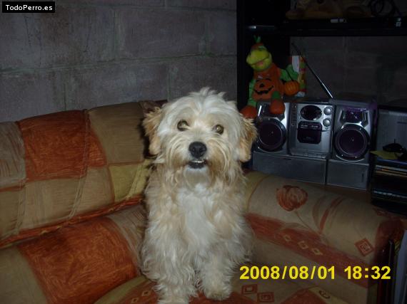 Foto del perro Cobi