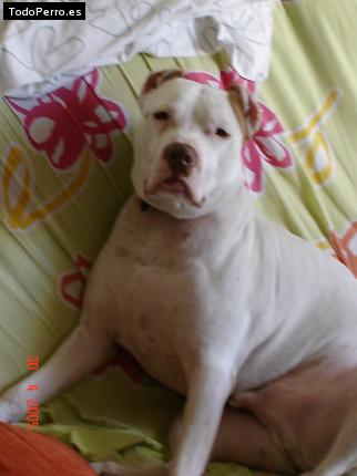 Foto del perro Bully