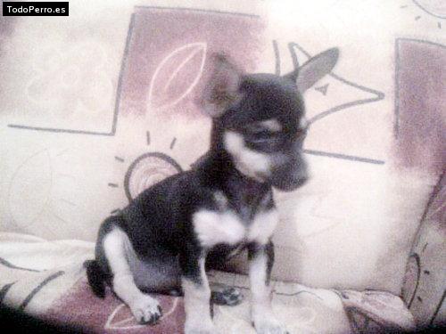 Foto del perro Nenita