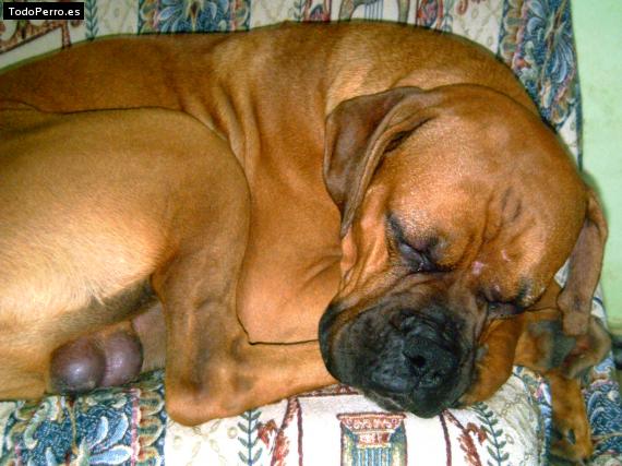 Foto del perro Hommer