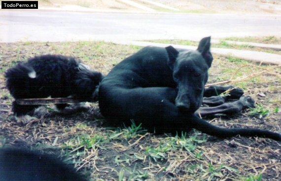 Foto del perro Atila