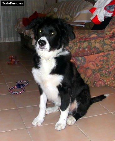 Foto del perro Black