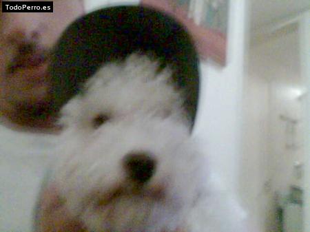 Foto del perro Camilo