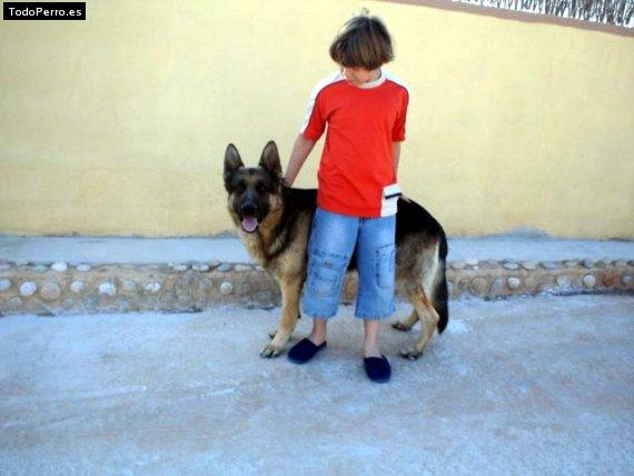 Foto del perro Thor