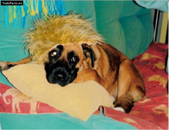 Foto del perro Bossy