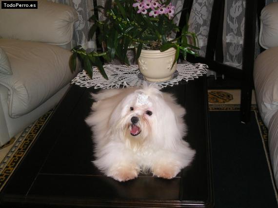 Foto del perro Chenin