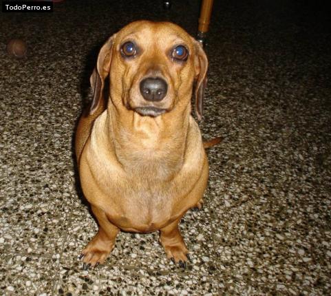 Foto del perro Shiva