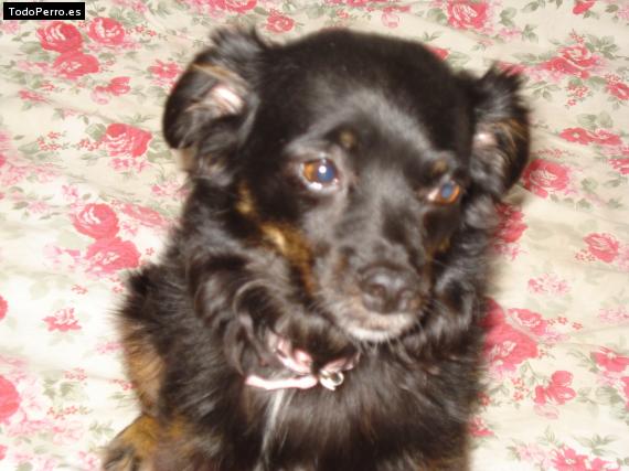 Foto del perro Negra