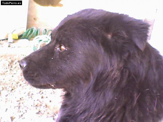 Foto del perro Chacho