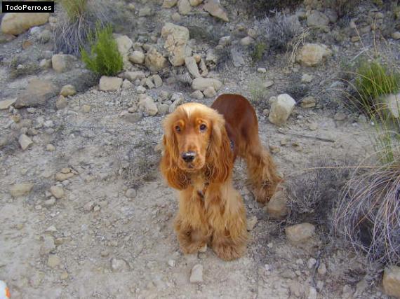 Foto del perro Yako