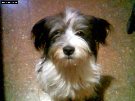 Foto del perro Bethoven