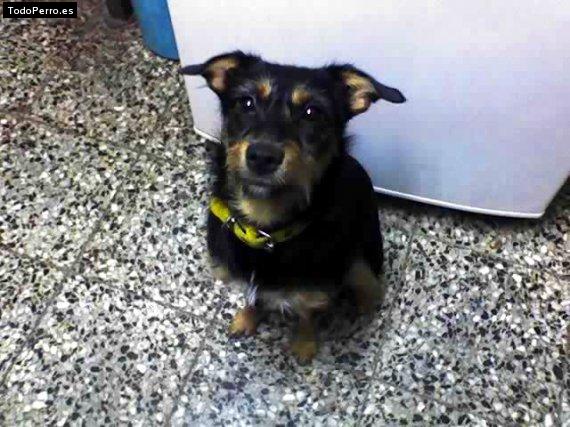 Foto del perro Mora
